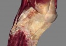 ANATOMA REAL EN 3D LA RODILLAAnatomage