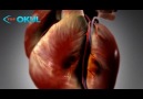 Anatomi Atlası - Kalp - EKG ve Güncel Protokoller