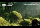 And breathe. Relax with the sound of pure Welsh nature. BBC Cymru Wales