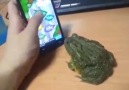 Android Kurbağa,Adamı yer bu...