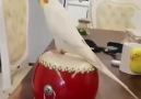 An elegant cockatiel plays the drum...Like tag and share