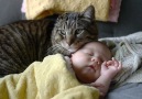A newborn baby is introduced to the family cat. What happens n...