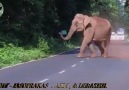Angry  Elephant