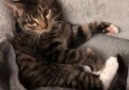 Animal Boop - My heart! little kitty going to bed with...