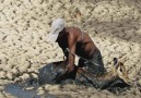 Animal Farm - The Man Rescued The Deer From The MudAmazing Animal Farm Facebook