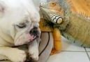 Animal friendships!