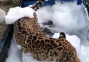 Animal Lovers Stories - his jaguar is enjoying his bubble bath! Facebook