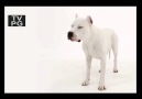 Animal Planet - Dogo Argentino (Türkçe Altyazılı)