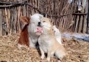 Animal Save Movement - Calves and dog are the best of friends Facebook