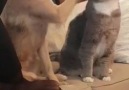 Animals Doing Things - Dog petting cat Facebook