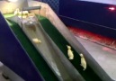 Animals love sliding too Credit JukinVideo Newsflare Caters News Agency