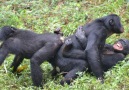 Animals Rescue - mating at the Diergaarde Blijdorp Zoo in # Rotterdam. Facebook