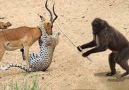 Animals Save Animals! The Monkey saved the Deer from the Leopard