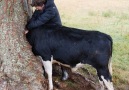 Animal World TV - Humans Save The Cow Stuck In The Tree It&Amazing!!!! Facebook