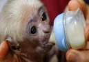 Animal World TV - Princess Monkey YaYa Cannot Wait Daddy Milk Mixing Facebook