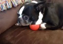 An Interesting Dog