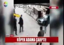 Ankarada Adama Köpek Çarptı