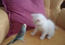 Ankara kedisi ve muhabbet kuşu.Bak şu yaramazlara )