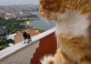 Ankara Paylaşım - Kedi ile Karganın kavgası