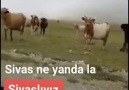 Ankara Paylaşım - Sivas ne yanda