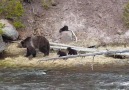 Anne boz ayı ve üç yavrusu Yellowstone Ulusal Parkı - ABD