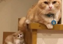 Anne kedi ve yavrusu