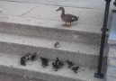 Anne ördeğin yavrularına hayat dersi!