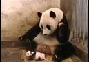 Annesini korkutan panda yavrusu