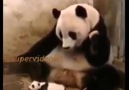 Annesinin Aklını Alan Yavru Panda