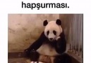 Annesinin aklını alan yavru panda D