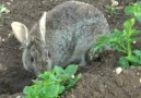 Anne tavşan yavrularını bakın nasıl... - Avcıların rehberi