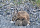Anne Yaban Tavşanı ve Yavruları