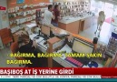 Antalyada at iş yerine girdi