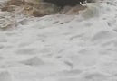 Antalya konyaaltı sahili dağdan sel sürüklemiş galiba