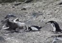 Antarktikada şiddetli bir ölüm Martının Penguen Avı