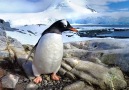 Antartika 360 Video