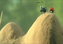 ants running