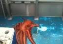 A octopus can fit through anything!
