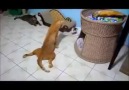 Apabila kucing kurang upaya bergurau senda :)