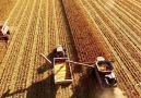 A pair of CaseIH combines shell corn in Ohio this past fall.