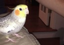 a parrot know exactly how to draw its owners attention imitating iphone