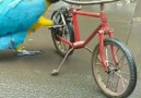 A parrot that can ride a bicycle.