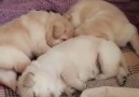 A Pile Of Lab Puppies