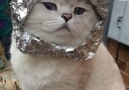 Apollo is ready to be the first British cat in space.