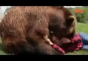 A 1300 pound Rescued Grizzly that acts like a puppy!
