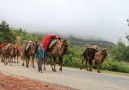 Aptullah Papur- Kolların Boyunuma Dola Gidelim