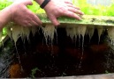 Aquaponics Food producing ecosystem by Murray Hallam