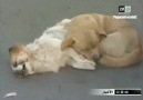 Araba Çarpan Arkadaşının Yanından Ayrılmayan Köpek..