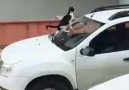 Arabanın camına sıçan kedi ve arabanın sahibinin tepkisi D