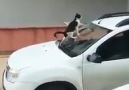 Arabanın Ön Camına Yapan Kediyle Araba Sahibinin İmtihanı